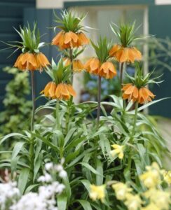 Fritillaria Aurora