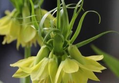 Fritillaria Early Passion