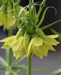 Fritillaria Early Passion
