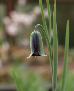 Fritillaria Elwesii