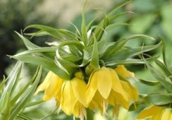 Fritillaria Lutea