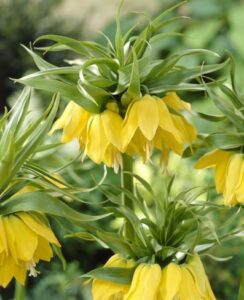 Fritillaria Lutea