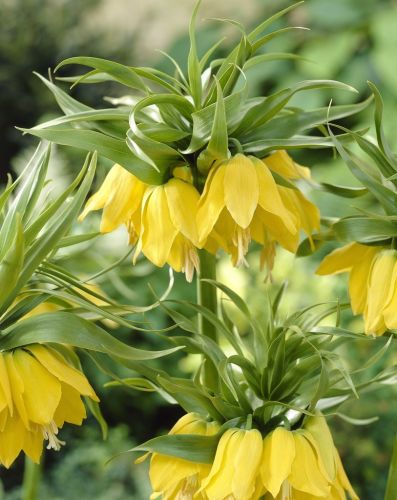 Fritillaria lutea