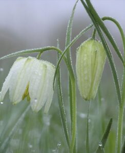 Fritillaria Meleagris Alba