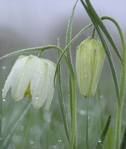 Fritillaria Meleagris Alba