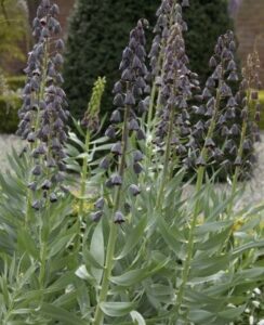 Fritillaria Persica