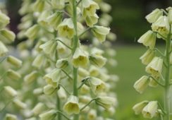 Fritillaria Persica Ivory Bells