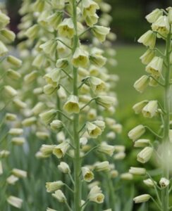 Fritillaria Persica Ivory Bells