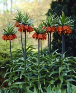 Fritillaria Rubra