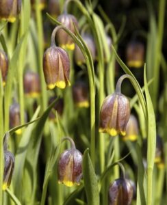 Fritillaria Uva-Vulpis