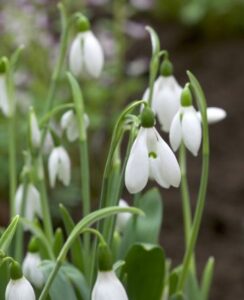Galanthus Elwesii
