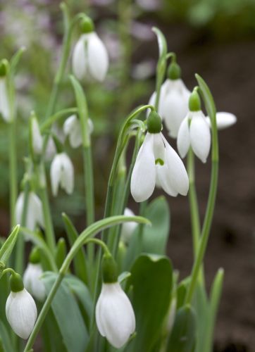 Galanthus Elwesii