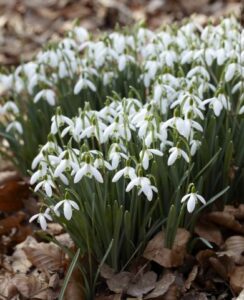 Galanthus Nivalis