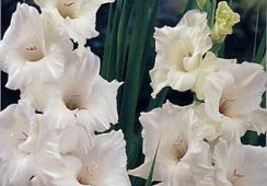Gladioli White Prosperity