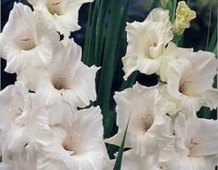 Gladioli White Prosperity