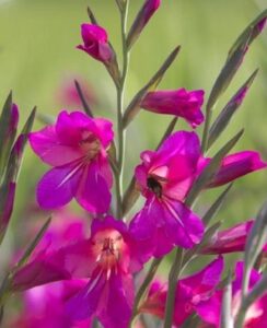 Gladiolus Communis subsp. Byzantinus