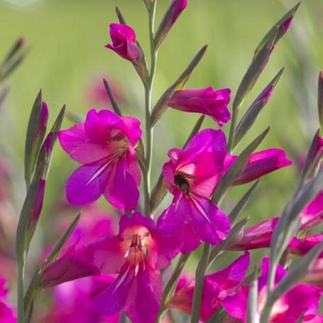 Gladiolus Communis Byzantinus Gladiolus Communis Byzantinus