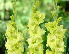 Gladioli Green Star