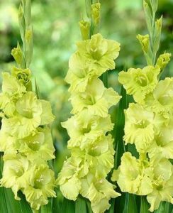 Gladioli Green Star