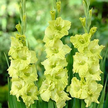 Gladioli Green Star