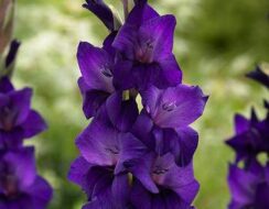 Gladioli Purple Flora
