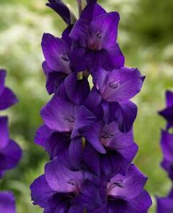 Gladioli Purple Flora