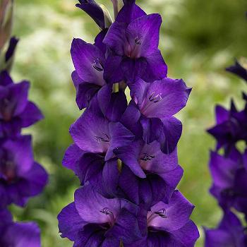 Gladioli Purple Flora