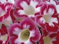 Gloxinia Blanche De Meru