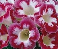 Gloxinia Blanche de Meru