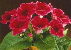 Gloxinia Etoile De Feu