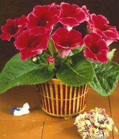 Gloxinia Etoile de Feu