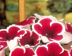 Gloxinia Kaiser Friedrich