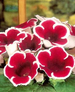 Gloxinia Kaiser Friedrich