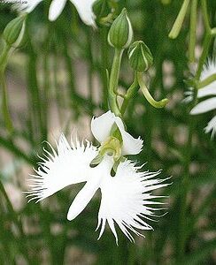 Habenaria Radiata (egret orchids)