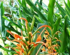 Hedychium Aurantiacum