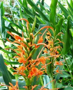 Hedychium Aurantiacum