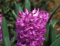 Hyacinth – Amethyst