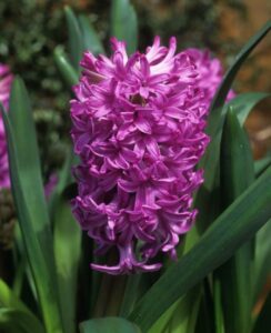 Hyacinth – Amethyst