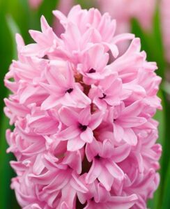 Hyacinth Anna Marie