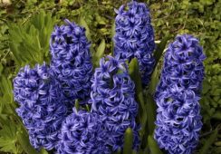 Hyacinth Blue Jacket