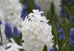 Hyacinth Carnegie