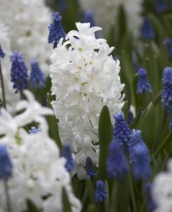 Hyacinth Carnegie