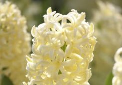Hyacinth City Of Haarlem