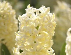 Hyacinth City of Haarlem