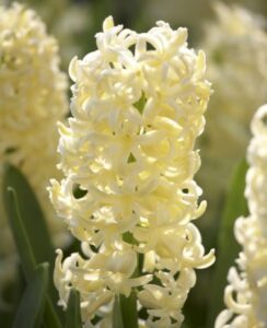 Hyacinth City of Haarlem