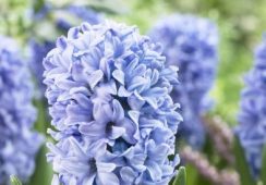 Hyacinth Delft Blau