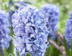 Hyacinth Delft Blau