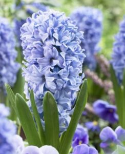 Hyacinth Delft Blau
