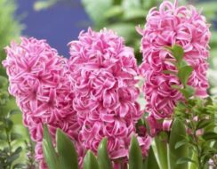 Hyacinth Pink Pearl