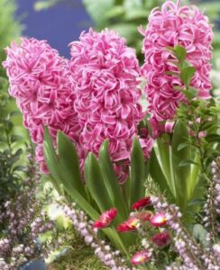 Hyacinth Pink Pearl